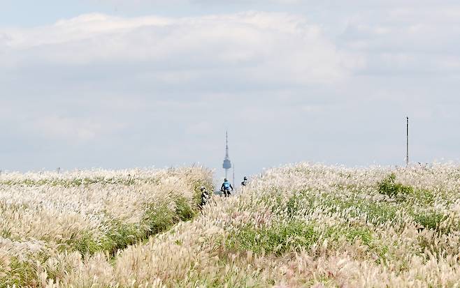 Silver grass fields at Haneul Park in western Seoul’s World Cup Park (Newsis)