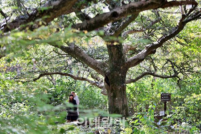 겨울에도 녹음이 짙게 내려앉은 제주 평대리 비자나무숲(비자림)을 거닐고 있는 관광객들