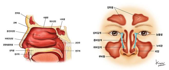 “코감기·비염과 증상 같은데?”…‘희귀암 부비동암’ 어떻게 구분할까 [건강한겨레]