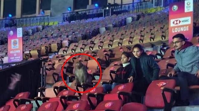 인도 오픈 경기장 내 포착된 원숭이(빨간색 동그라미 안). /사진=데칸 헤럴드 갈무리