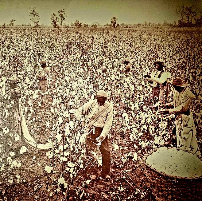 미시시피에서 목화를 따고 있는 아프리카계 노예들 사진.  목화가 원주민 추방, 노예 수입의 근본적인 원인이었다. 손호철 제공