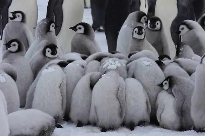 부모가 자리를 비운 동안 새끼 펭귄들이 모여 만든 이 집단은 동물학에서 '크레쉬(crèche)', 펭귄 보육원이라고 한다. (사진 Antarctic Logistics 홈페이지)/뉴스펭귄