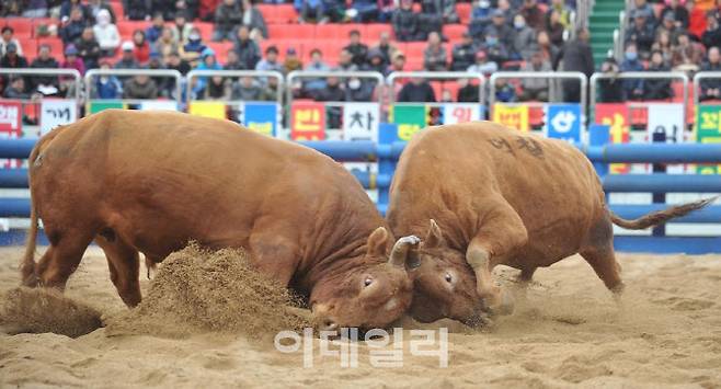 청도소싸움경기장에서 싸우고 있는 소들 모습.(사진=청도군)