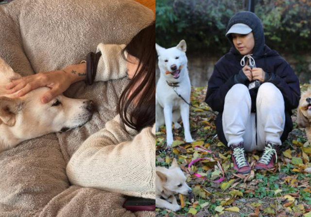 이효리·이상순, 15년 함께한 반려견 '구아나'와 이별