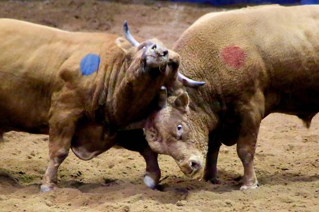 ▲ 2021년 열린 청도 소싸움 모습. 경북일보DB