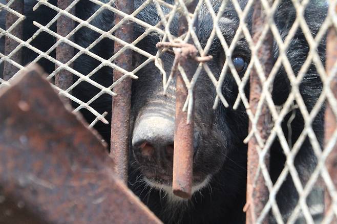 사육곰이 보호시설의 철창 안에 갇혀 있다. ⓒ최태규 제공