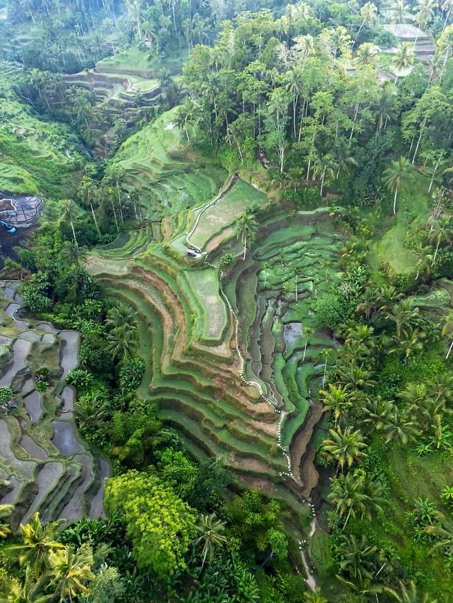 발리의 중심으로 불리는 우붓.  GETTYIMAGES