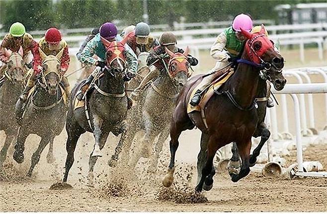렛츠런파크 부산경남 경마 경주 모습.