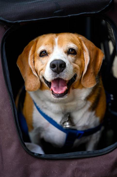 반려동물과 사별이 부모·형제 상실만큼 고통스러운 것으로 나타났다. 사진=게티이미지코리아.