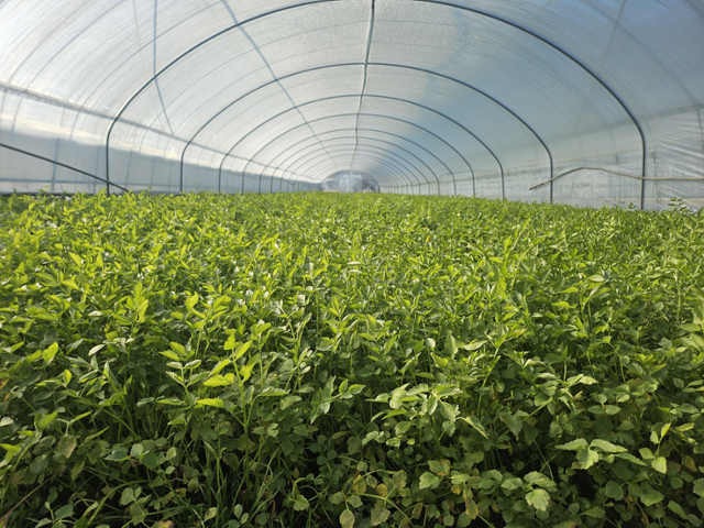 대구 동구 미대동 한 농가가 미나리 출하를 앞두고 있다. 동구 제공(사진은 본 칼럼과 무관함)