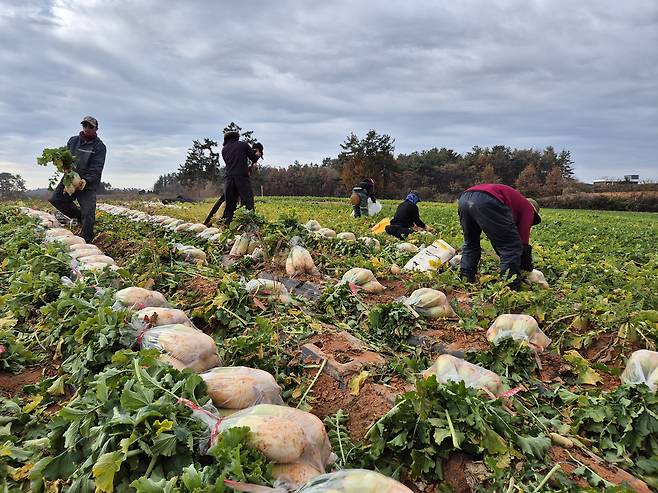Vietnamese migrant workers harvest radishes in a field in Yeongam County, South Jeolla, on Dec. 4, 2025. [HWANG HEE-GYU]