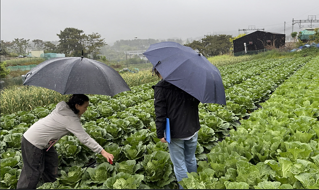 지난해 기장군 농업기술센터 관계자가 배추 재배농가를 방문해 생육상태를 살펴보고 있다. [기장군 제공]