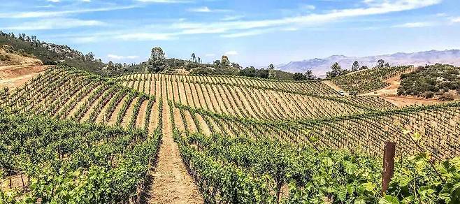 칼레라 드 빌리어스 빈야드. 홈페이지