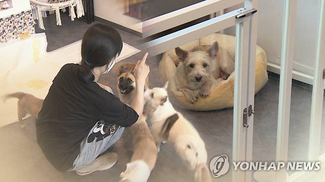 도심속 유기동물 입양카페…"새로운 가족 기다려요" (CG) [연합뉴스TV 제공]