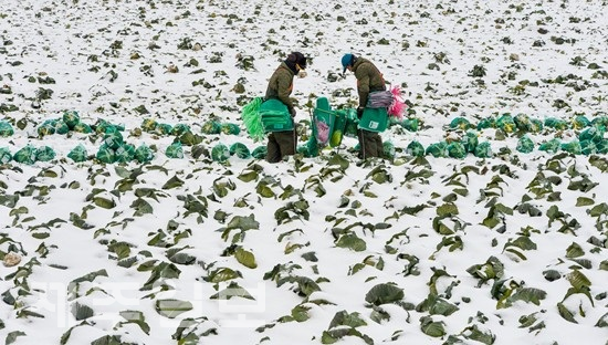 제주일보 자료사진