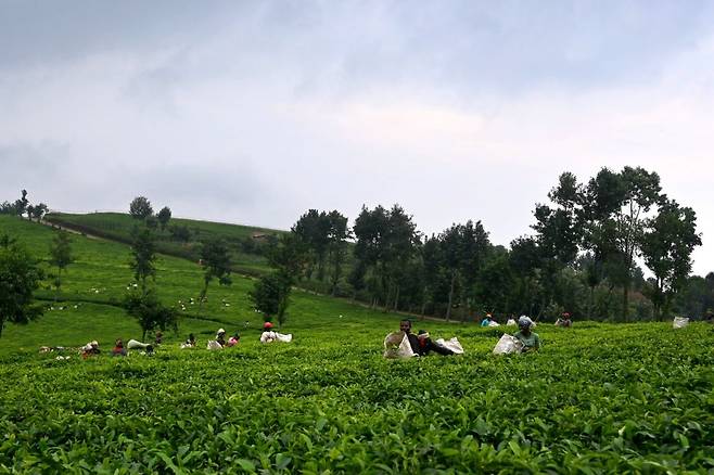 르완다 룻지로 지역 광활한 차밭에서 젊은 르완다인들이 차를 따고 있다.