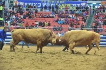 ▲청도 소 싸움 장면ⓒ청도군 제공