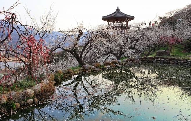 전남 광양 매화마을에서 매화가 피기 시작한 가운데 연못과 정자가 어우러진 봄 풍경이 펼쳐지고 있다. 123rf