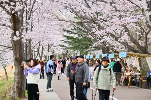 ◇지난해 4월 영랑호 벚꽃축제 현장.