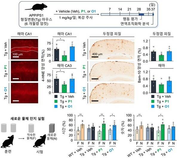 저분자 화합물의 위치 이성질체에 따른 생체 내 효능 평가 및 생물학적 결과 / 카이스트