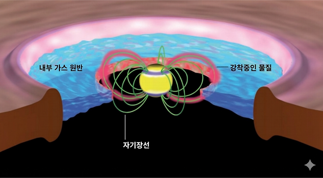 태아별이 성장하는 과정을 단면으로 나타낸 그림. 태아별과 가까운 원시행성계원반 안쪽에서는 먼지 입자가 파괴되고 남은 기체가 자기장선을 따라 태아별로 유입된다. 독일 막스플랑크 연구소 그래픽 부서(MPIA graphics department), 이정은 교수 제공
