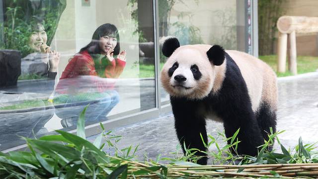 용인 에버랜드 판다 루이바오.[연합뉴스]