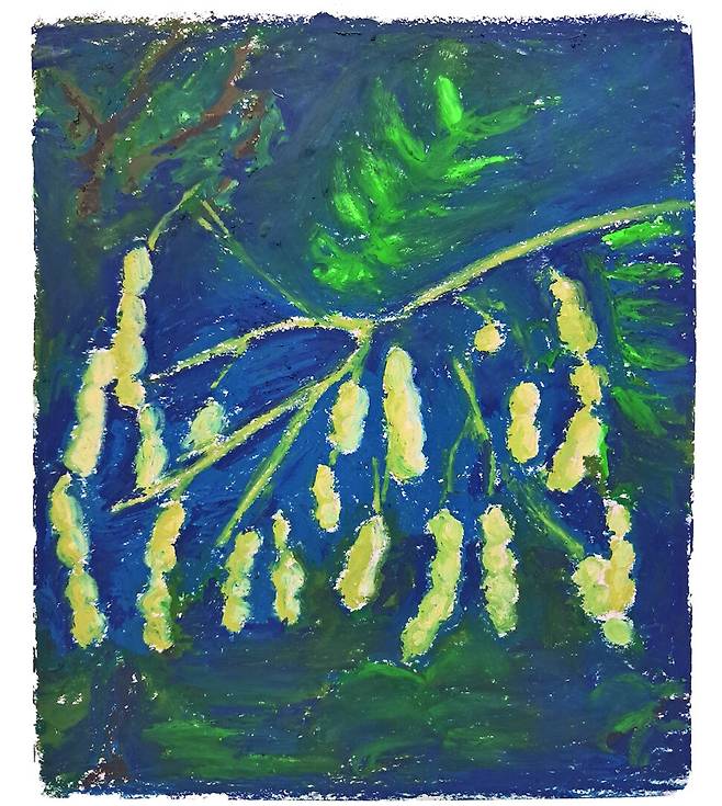 회화나무. 일러스트레이션 차지우