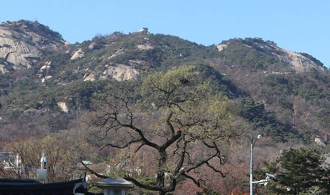 청와대 담장 너머에 사는 회화나무 고목. 나무 뒤로 북악산이 근사한 배경이 된다.