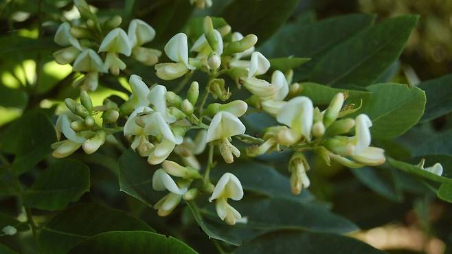 회화나무 꽃. 꽃이 피면 회화나무는 꽃가루를 채집하러 오는 벌들의 차지다. 같은 혈통의 콩과 식물인 아까시나무를 닮았다.