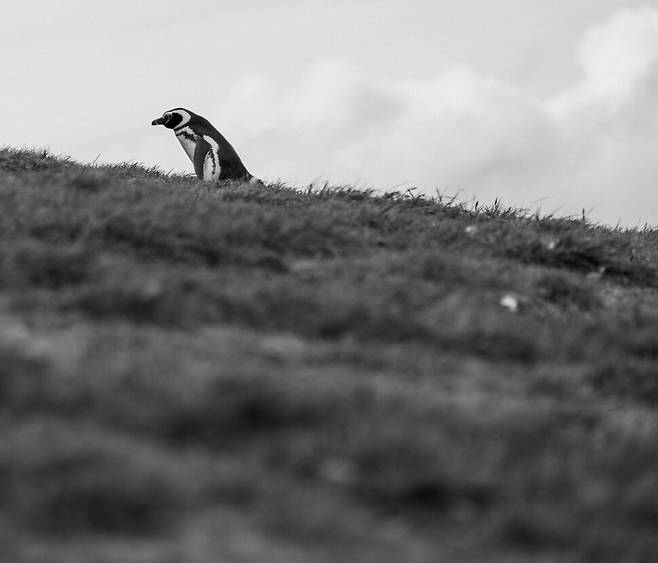 사진은 언제나 보여주는 듯 감춘단 말이야, 마치 분단이 그러하듯. 사진 안에서 너는 침묵 속에 혼자 걷는 것처럼 보이지만, 네 주변은 온통 시끄럽게 웃고 울어대는 친구들로 가득했지. 너희는 살육의 터전 위에 살아남은 펭귄의 후손이구나, 한반도의 우리가 그러하듯. 2025년 칠레 푼타아레나스 마그달레나섬.