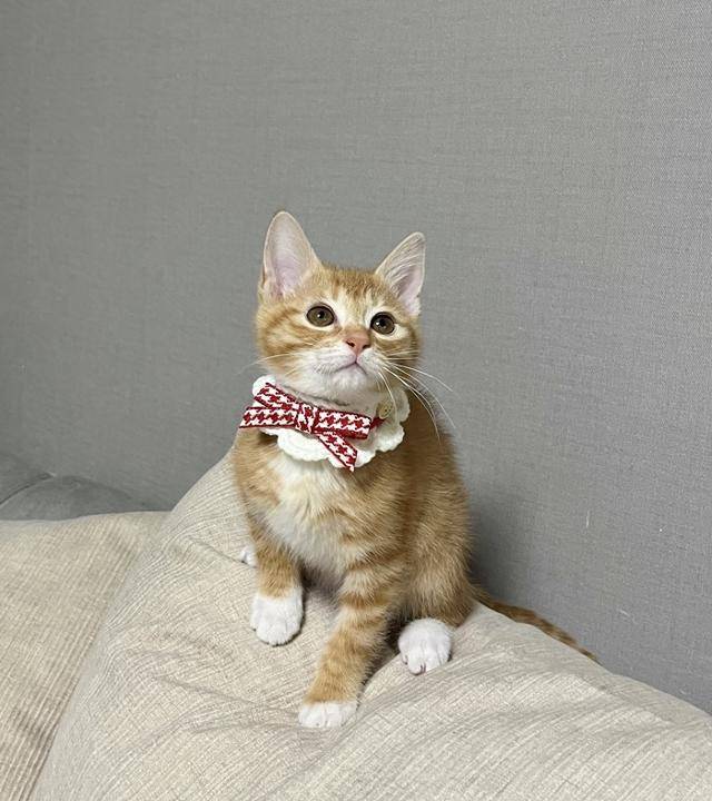 동동이 등장! 보호자 제공