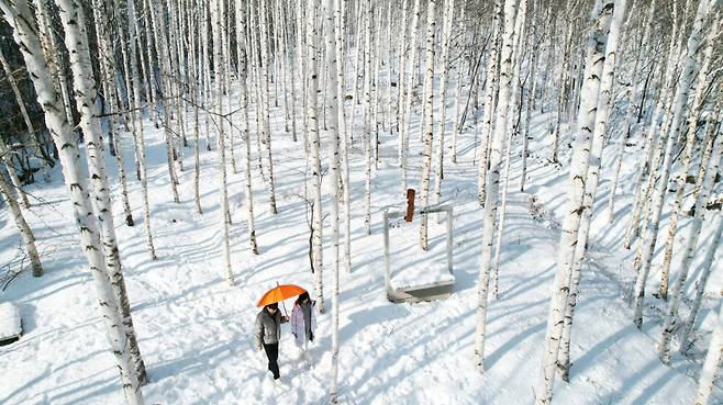 영양 자작나무숲이 하얀 눈으로 덮여 절경을 이루며 관광객들의 발길이 이어지고 있다. 영양군 제공&nbsp;&nbsp;