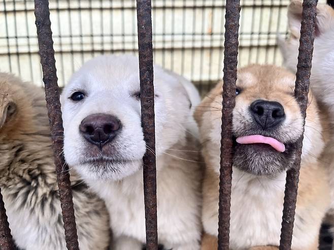 지난해 5월 한국 휴메인 월드 포 애니멀즈가 충북 청주 개농장에서 구조한 구조견.[한국 휴메인 월드 포 애니멀즈 제공]