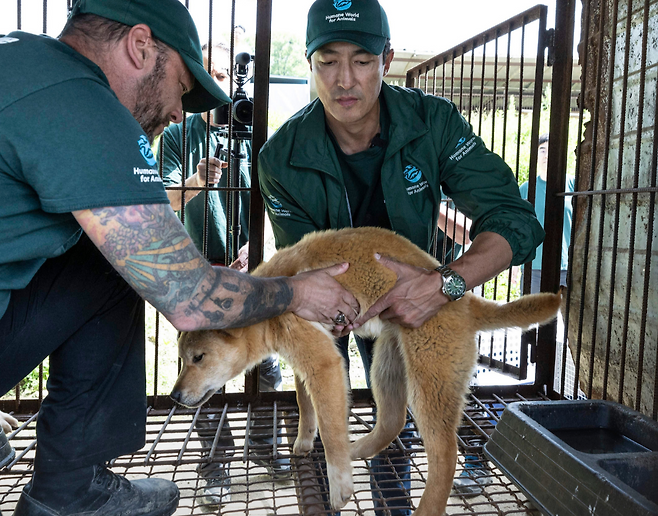 한국 휴메인 월드 포 애니멀즈가 개농장에서 구조한 구조견.[한국 휴메인 월드 포 애니멀즈 제공]