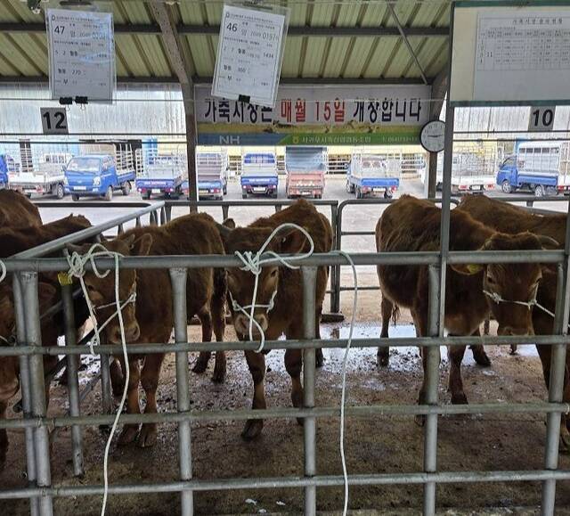 15일 열린 제주 서귀포시축협의 2026년 첫 경매에 출품된 수송아지들.
