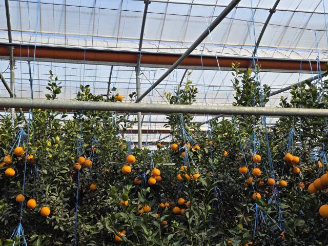 이달 20일 롯데백화점이 지정 산지로 선정한 제주 서귀포시 효돈동의 한 농가에 써니트 한라봉이 나무에 매달린 모습.이용성 기자