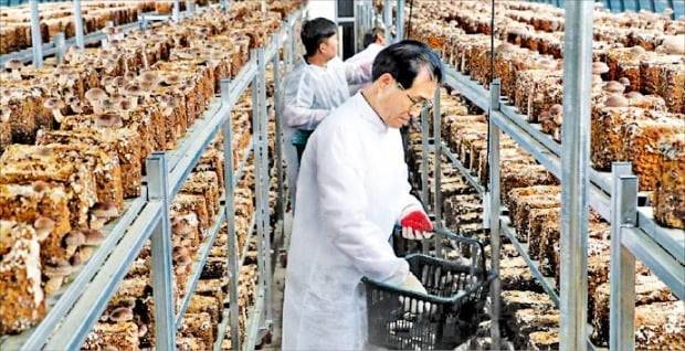 문경 표고버섯 재배단지에서 작업자가 표고버섯을 수확하고 있다. ⓒ문경시 제공문