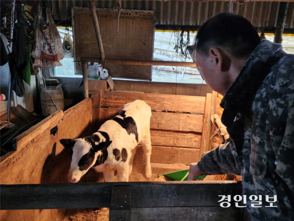 23일 화성시 정남면의 한 축사에서 최모(67)씨가 송아지의 보온을 위해 톱밥을 깔고 있다. 2026.1.23 /김형욱기자 uk@kyeongin.com