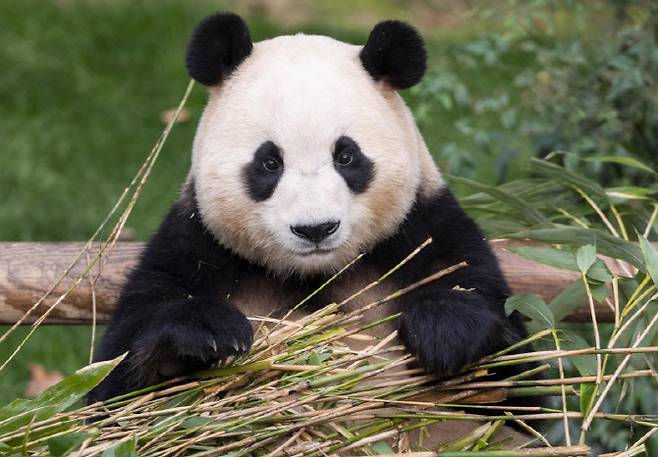 용인 에버랜드에서 지낸 자이언트 판다 푸바오의 모습. (사진=삼성물산)