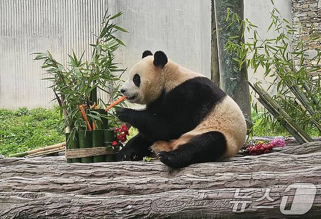 지난 2024년 중국 쓰촨성 워룽 선수핑 기지에서 자이언트 판다 푸바오가 일반에 공개되고 있다.ⓒ News1 정은지 특파원