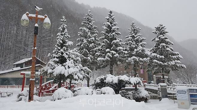 겨울이면 설국으로 변하는 태백산 눈축제장 주변 풍경/&nbsp;Ⓒ 투어코리아