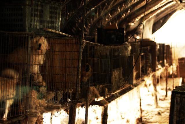 지난 2015년 경기 남양주시에서 적발된 강아지 공장의 모습. 이곳은 경매장에 내다 팔기도 하고, 식용으로 개를 팔 목적으로 개를 키우는 곳이기도 했다. 동물자유연대 제공