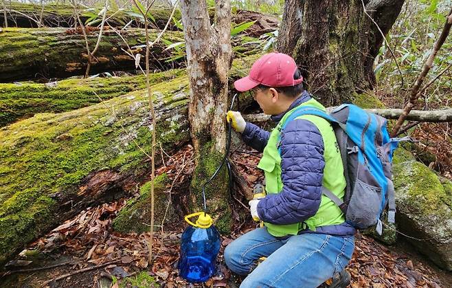전남도는 광양 백운산, 구례 지리산 등을 중심으로 9개 시군 505임가에서 고로쇠 수액 채취 작업을 시작한다고 밝혔다. /전남도