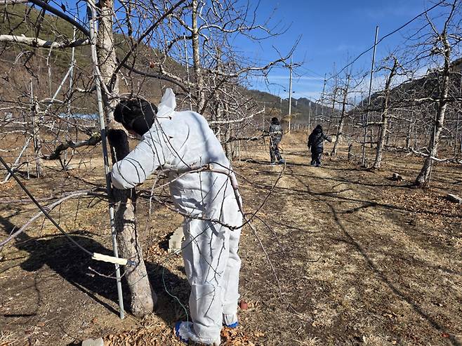 ▲ 과수화상병은 겨울철 병든 가지와 궤양 부위에서 월동한 뒤, 기온이 오르면 비·바람·곤충·작업 도구를 통해 급속히 확산되는 특성이 있다.