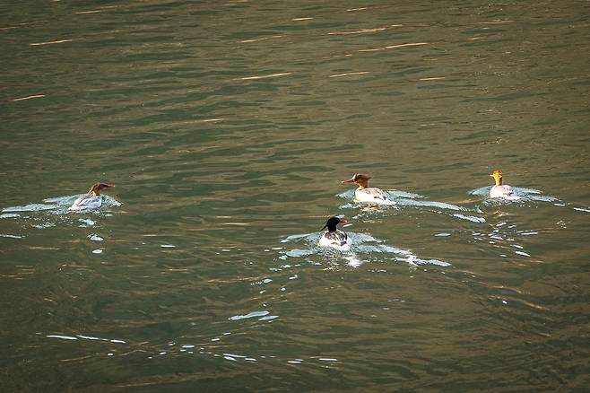 올 겨울 섬진강을 찾은 희귀종 겨울 철새 '호사비오리' 무리. 김용택 시인은 "철새 탐조를 하다 보면 무리에 섞인 원앙이 관찰될 때도 있다"고 했다. / 이신영 영상미디어 기자
