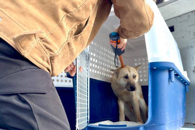 지난 20일 인천 중구 인천국제공항 정부종합청사에서 해외입양 목적으로 출국하는 16마리 개에 대한 검역 작업이 진행 중이다. 동그람이 정진욱