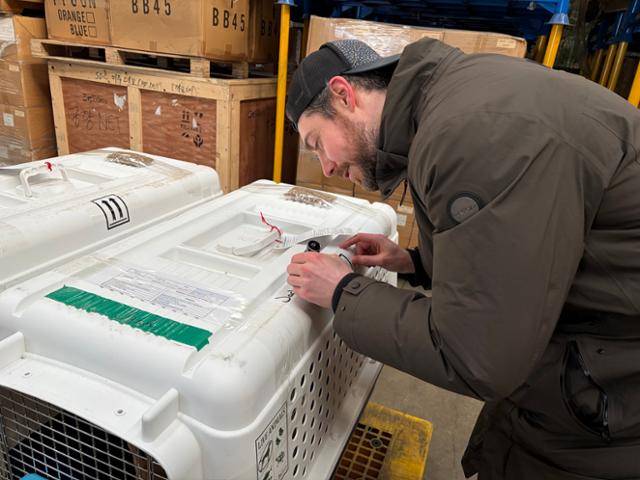 20일 인천 중구 인천국제공항 물류단지에서 구조견들의 해외 출국에 동행한 배우 조쉬 뉴튼 씨가 행복한 입양을 기원하는 문구를 개들의 이동장에 적고 있다. 동그람이 정진욱