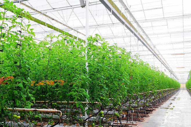 전북 장수에 있는 '장수 파프리카 영농조합법인'의 토마토 스마트팜 모습.