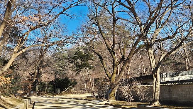 서어나무 옆 창덕궁 뽕나무(오른쪽에서 두 번째) [촬영 김정선] 2026.1