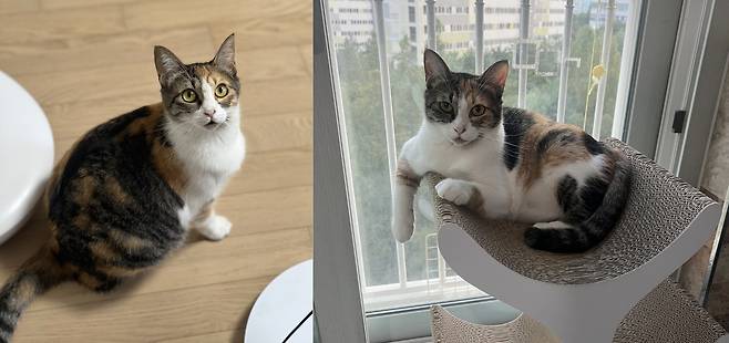 새로가 된 삼순이가 집안 곳곳에서 편히 쉬고 있다(강수진 제공). ⓒ 뉴스1